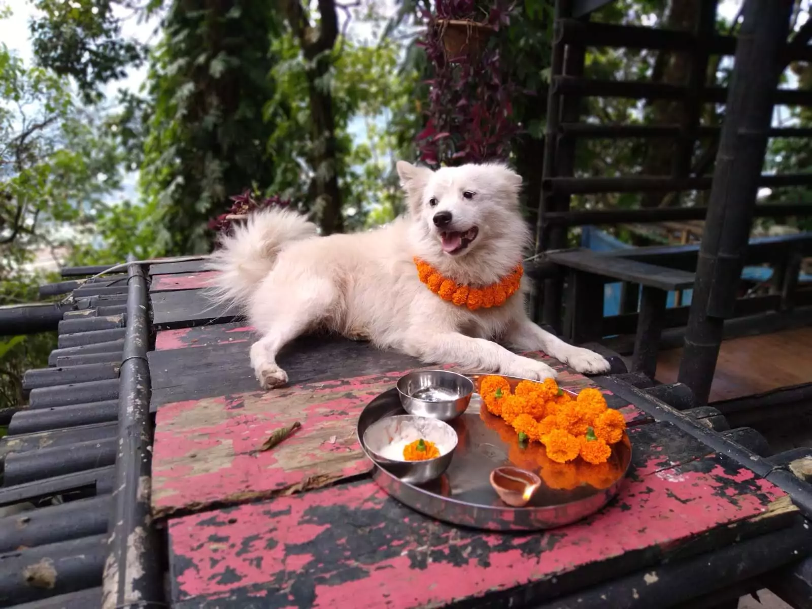 pet friendly accommodation