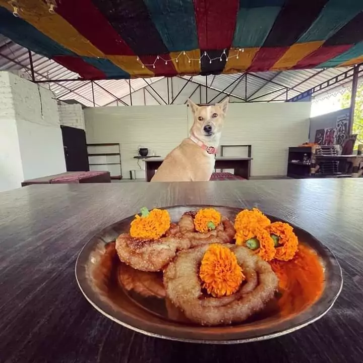 pet friendly accommodation