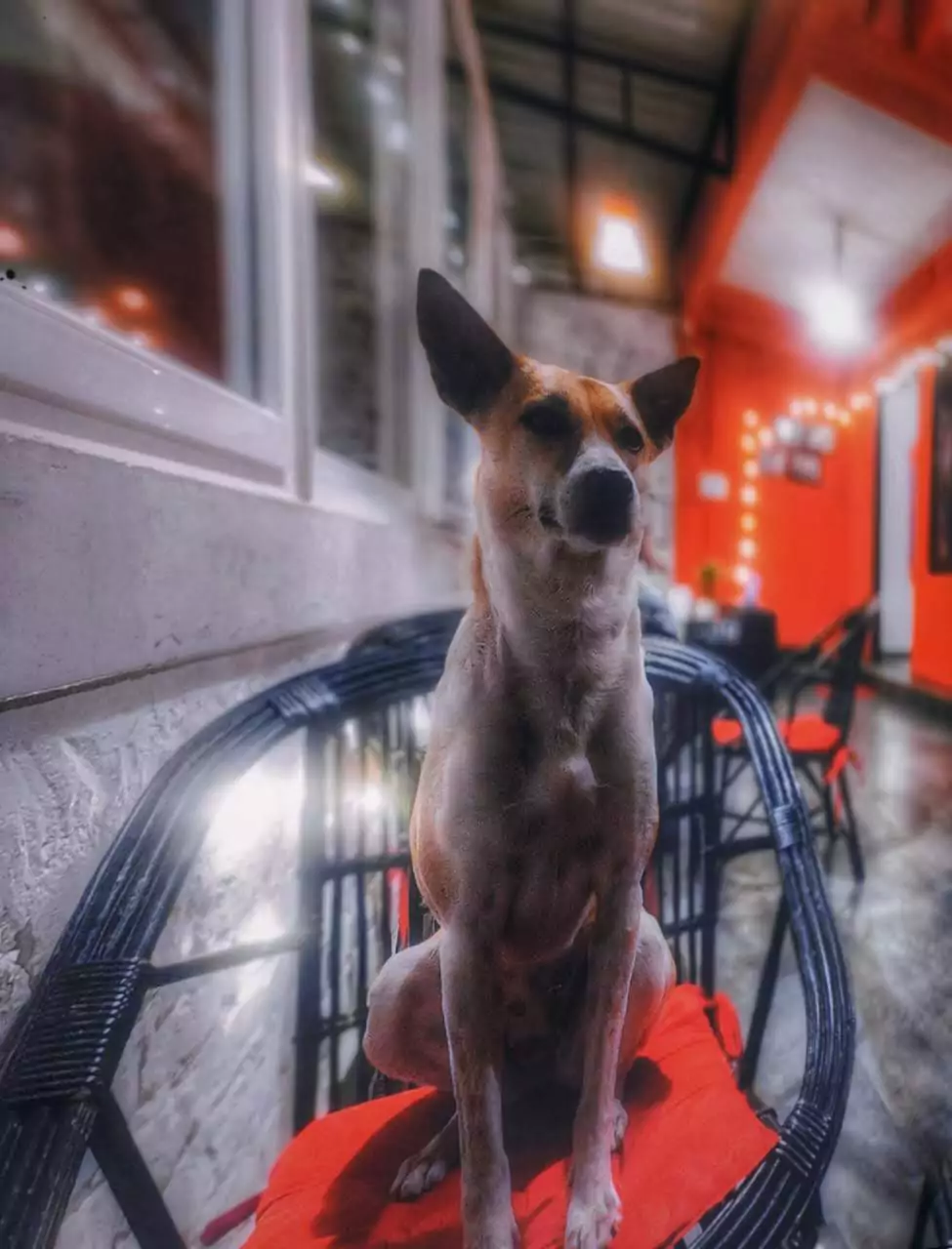 pet friendly accommodation